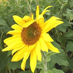 Meet your Posher, Imelda